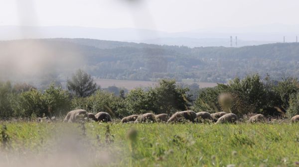 The use of sheep wool as a biodegradable fertilizer composite 